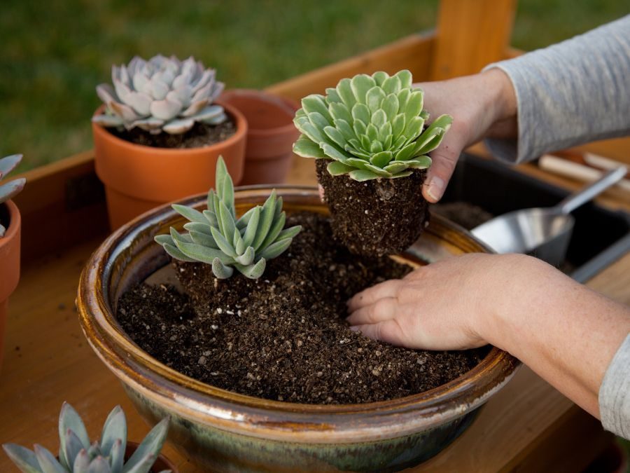 Solo Arenoso com Adição de Cascalho para Cactos e Suculentas Resilientes - inspiração