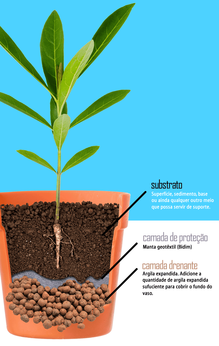 Camadas de Drenagem com Argila Expandida e Manta de Bidim para Orquídeas Elegantes - inspiração