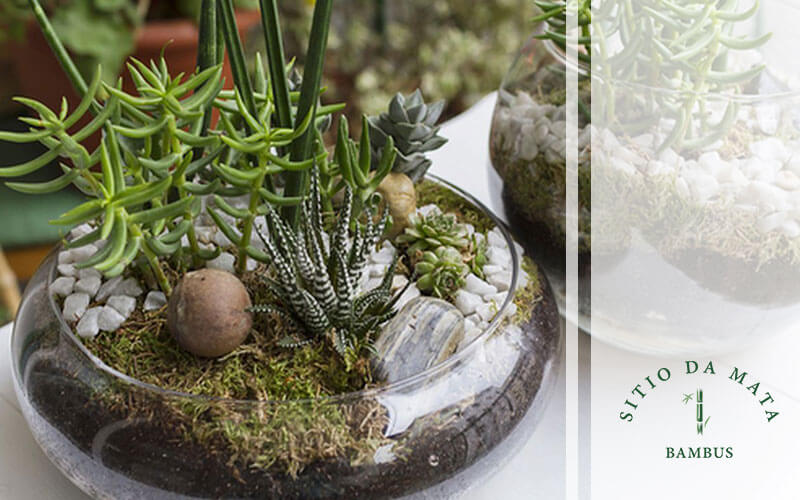 Terrário em Xícara Vintage: Charme Retrô - inspiração