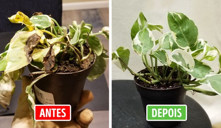 Cachepots de tecido colorido: Uma explosão de alegria para sua planta - detalhe