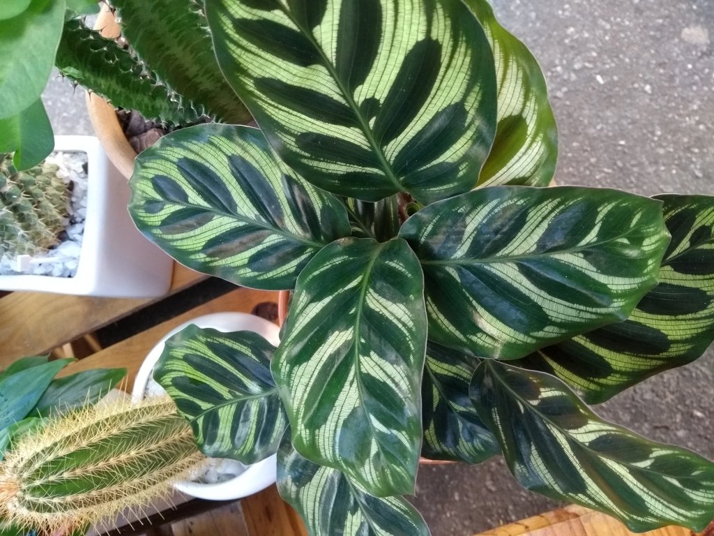 Mix de Texturas com Marantas e Calatheas: Cores e Formas Vibrantes - inspiração