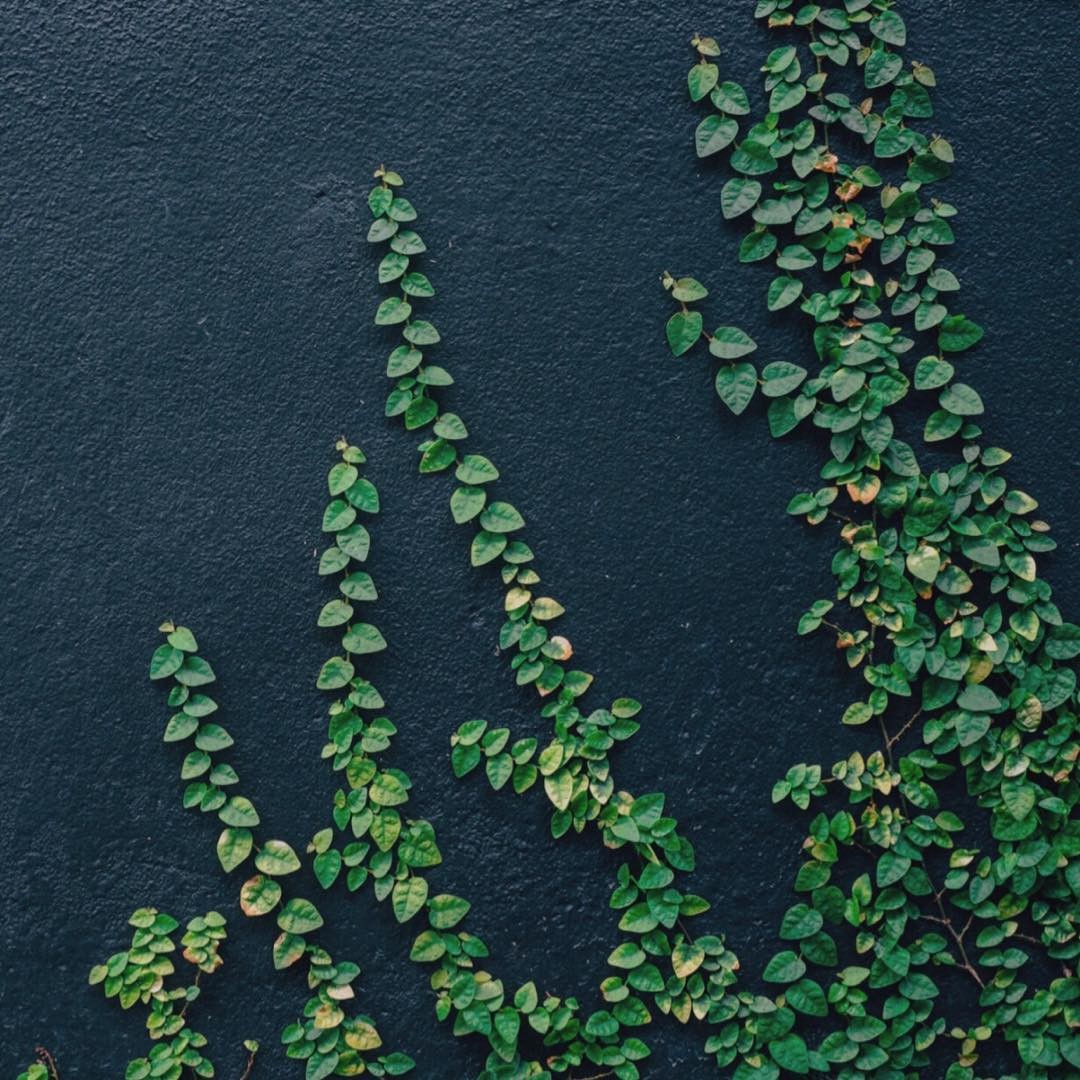 Sombra Fresca e Relaxante: Unha-de-Gato para um Refúgio Particular - inspiração