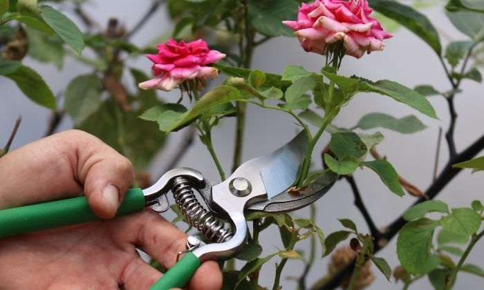 Poda Seletiva em Roseiras Trepadeiras: Flores em Cascata - inspiração