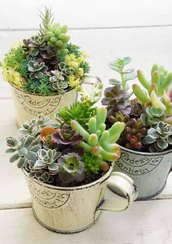 Mini Jardins em Xícaras Vintage: Charme Retrô - detalhe