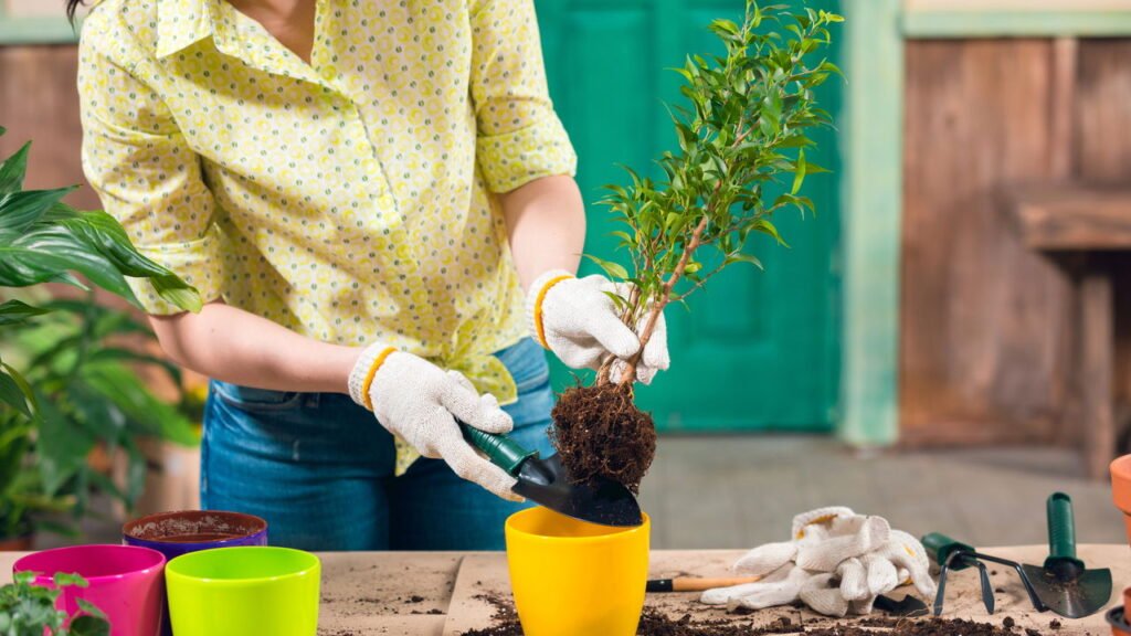 Adubação com Farinha de Osso: Nutrição Profunda para Raízes Saudáveis - detalhe