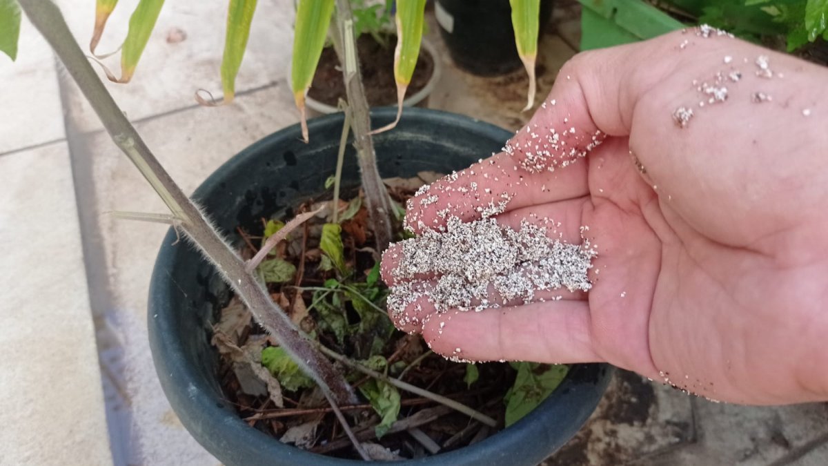 Adubo com Borra de Café e Banana: Combinação Poderosa para Hortaliças Saborosas - inspiração
