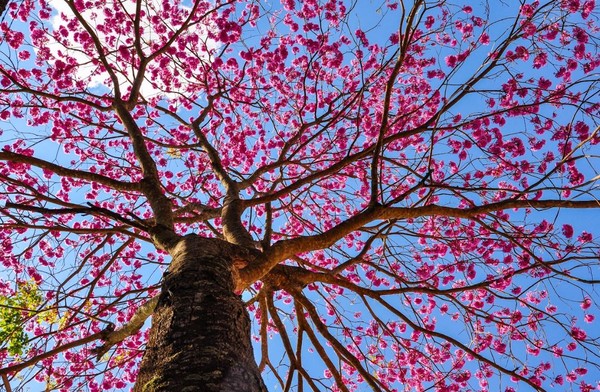 Sombra Fresca: Árvores que Priorizam o Conforto Térmico - inspiração