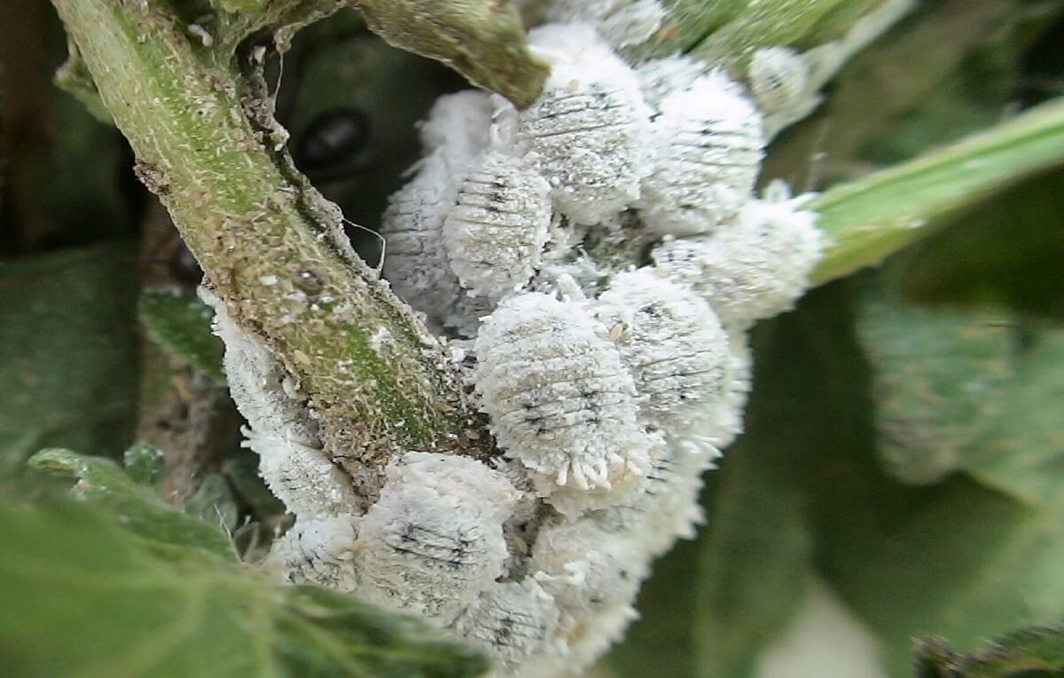 Com Cerveja: Uma Armadilha Inusitada e Eficaz - ideia