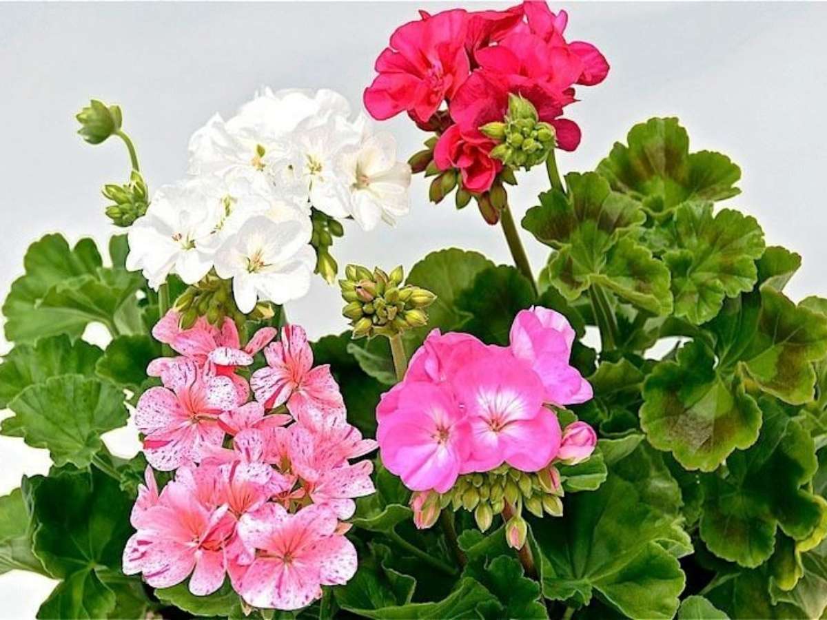 Bordadura Charmosa com Flores de Gerânios - detalhe