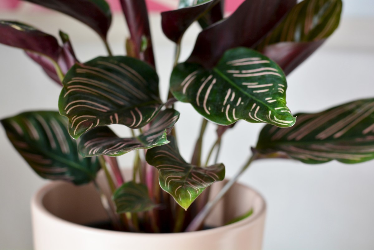 Mix de Texturas com Marantas e Calatheas: Cores e Formas Vibrantes - detalhe