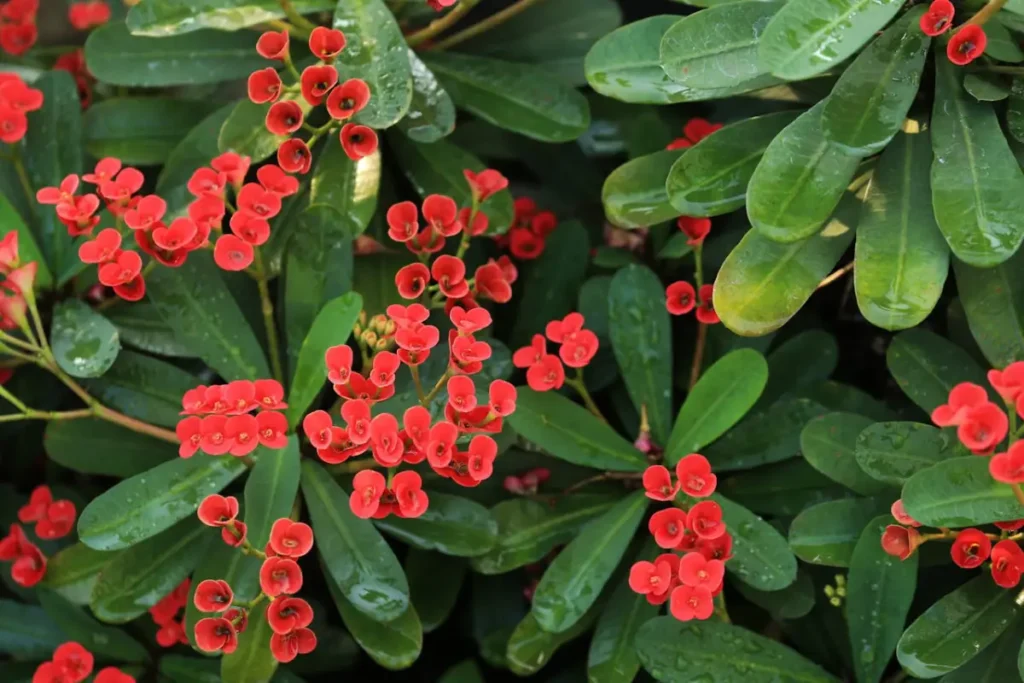 Coroa de Cristo Resistente: Flores Delicadas em Meio aos Espinhos - detalhe