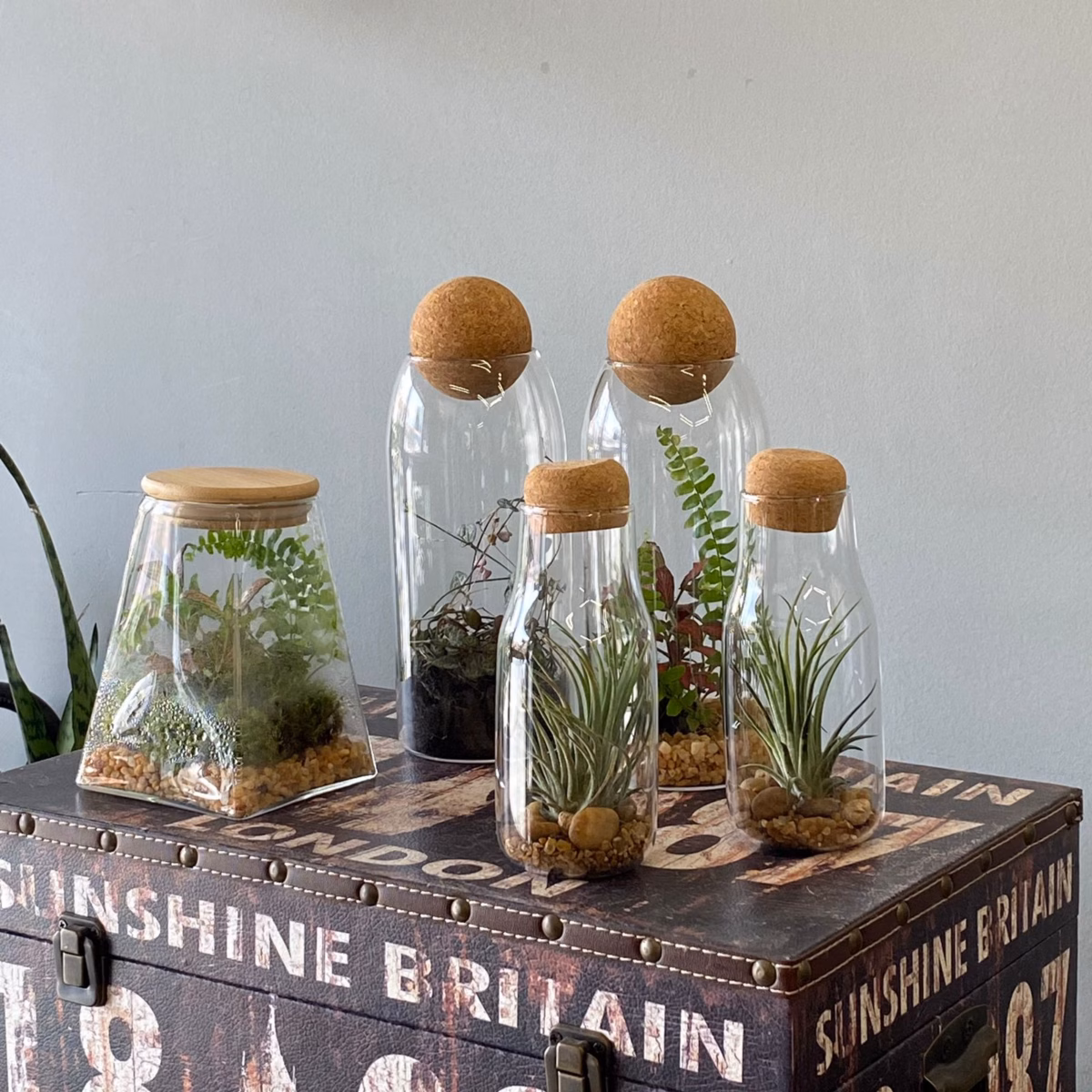 Plantas em terrários fechados: um ecossistema em miniatura - inspiração