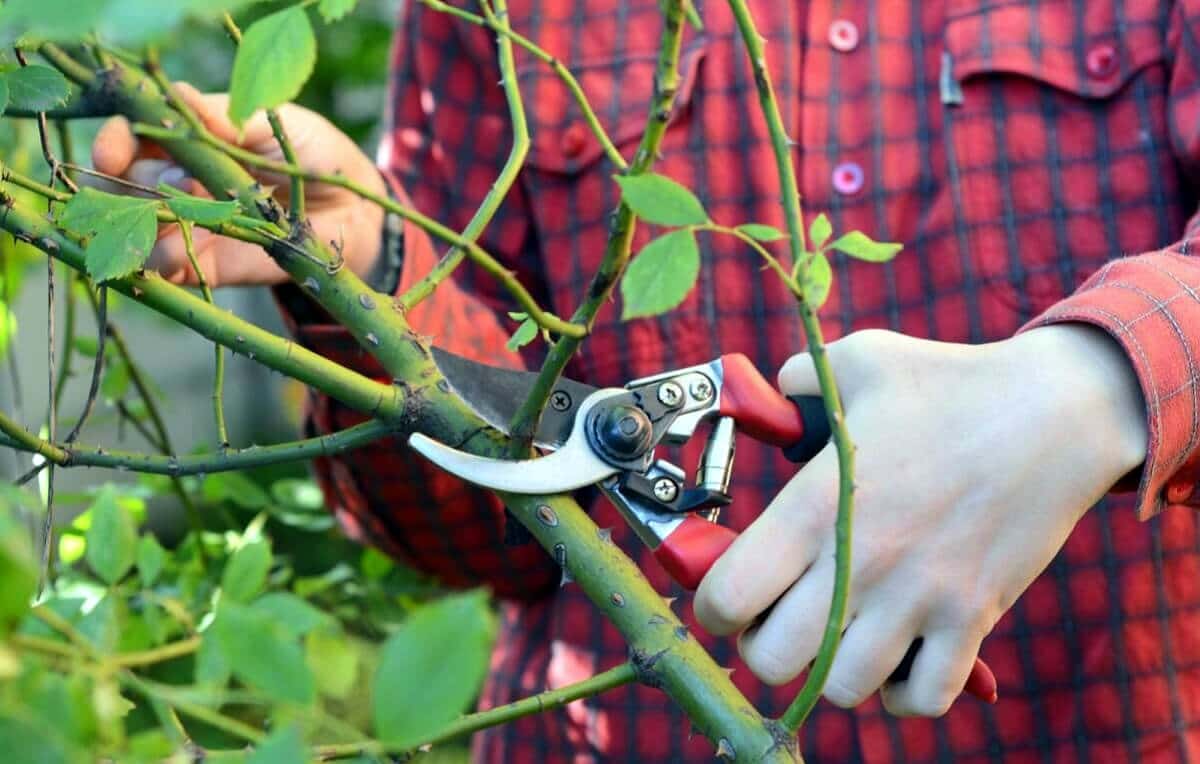 Poda Seletiva em Roseiras Trepadeiras: Flores em Cascata - detalhe