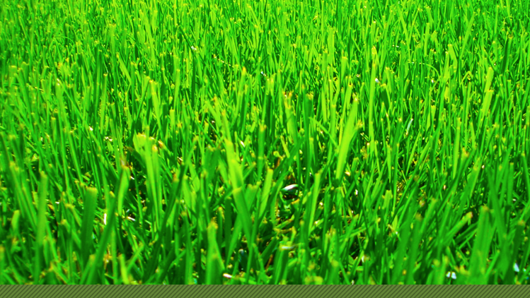 Gramado com Design Geométrico: Modernidade e Sofisticação em Seu Jardim - ideia