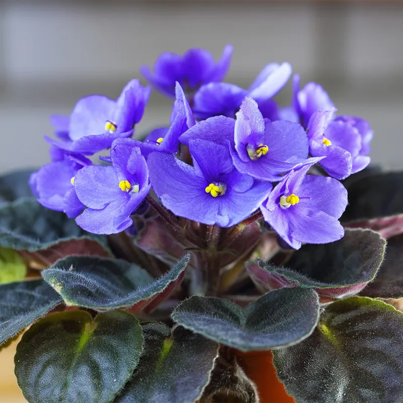 Solo Condicionado com Vermiculita para Violetas Delicadas e Floridas - ideia