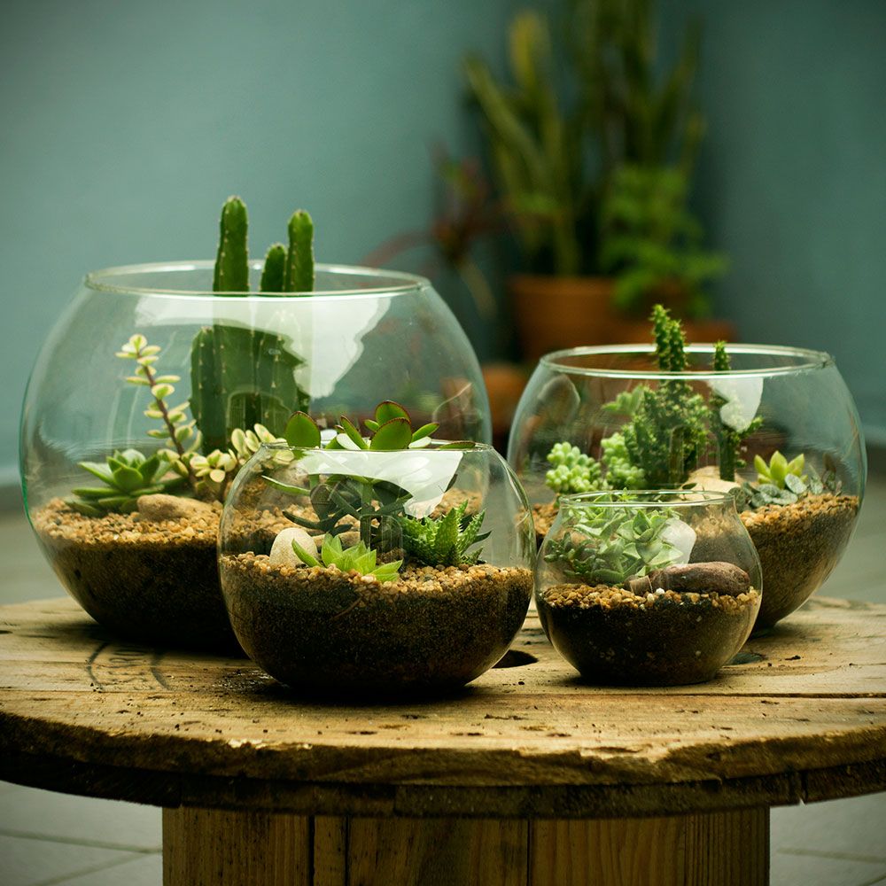 Terrário Aberto em Aquário: Espaço e Liberdade - detalhe