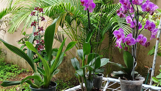 Orquídeas em Troncos e Galhos: Um Jardim Vertical Natural - detalhe