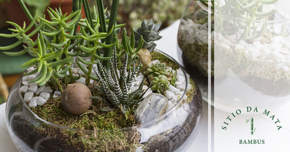 Terrários geométricos: Design moderno e elegante para suas suculentas - inspiração