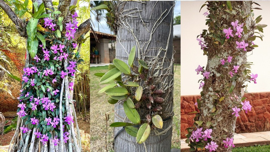 Orquídeas em Troncos Rústicos de Madeira: Natureza em Casa - inspiração
