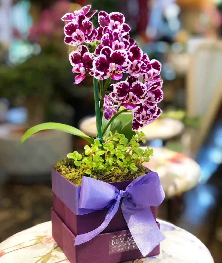 Orquídeas Combinadas com Pedras Decorativas: Um Jardim Zen em Miniatura - inspiração