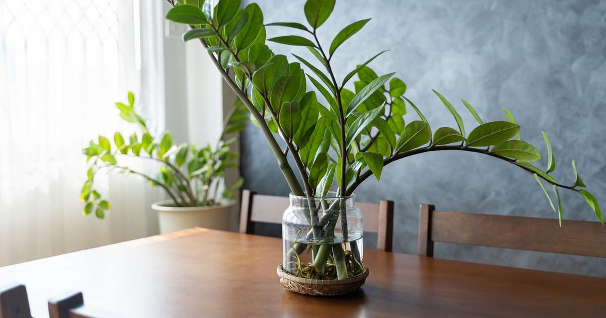 Com Plantas que Atraem Fortuna e Purificam o Ar - ideia