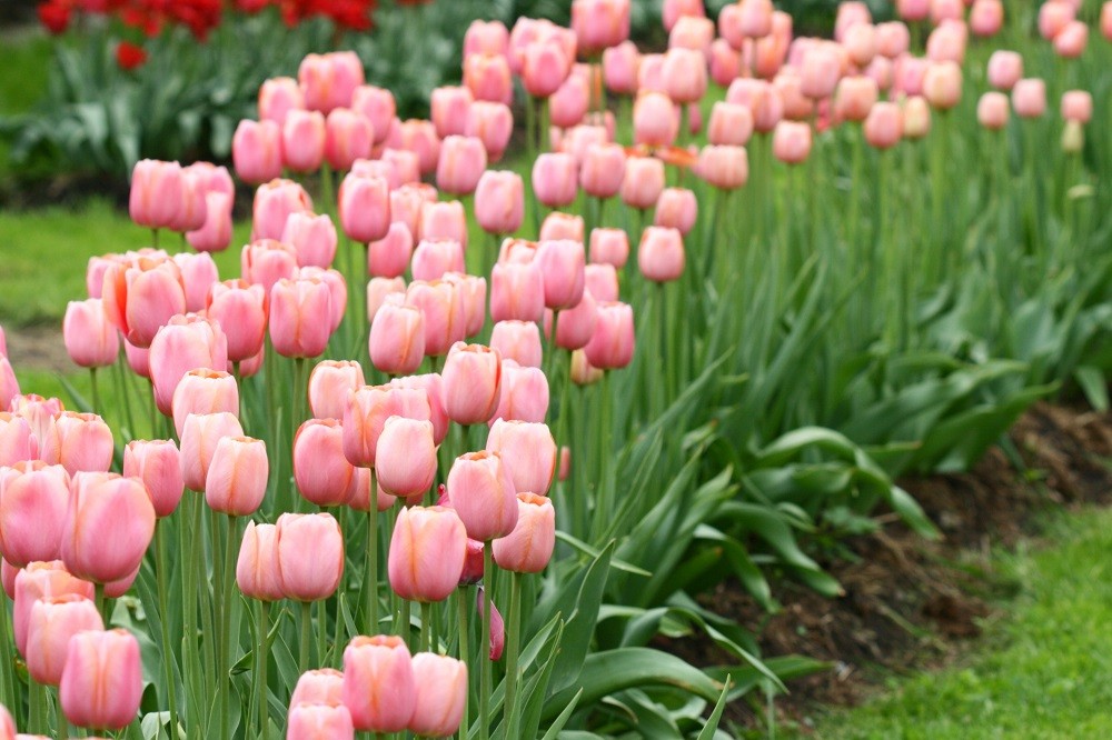 Bordadura Charmosa com Flores de Gerânios - ideia