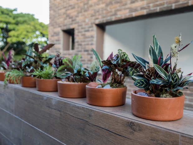 Mix de Texturas com Marantas e Calatheas: Cores e Formas Vibrantes - ideia