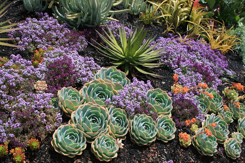 Escadaria Florida: Suculentas e Pedras Elevando o Seu Jardim - detalhe