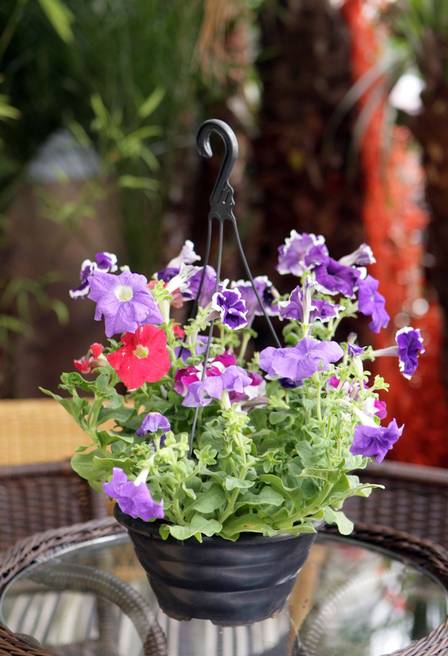 Petúnias Pendentes: Uma Explosão de Cores que Desafia a Gravidade - inspiração