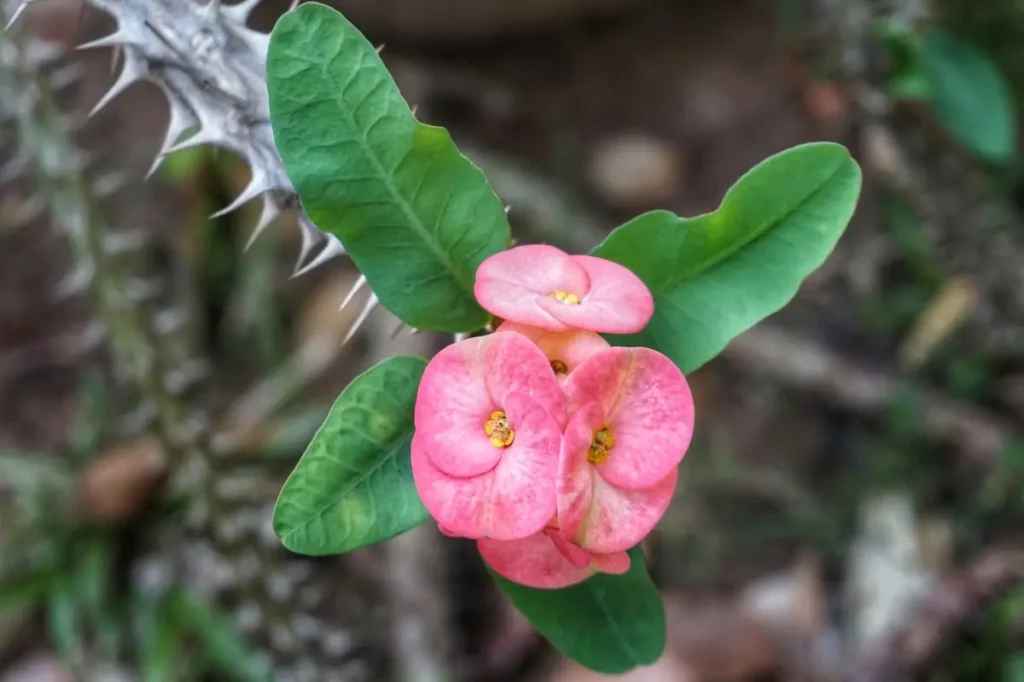 Coroa de Cristo Resistente: Flores Delicadas em Meio aos Espinhos - ideia