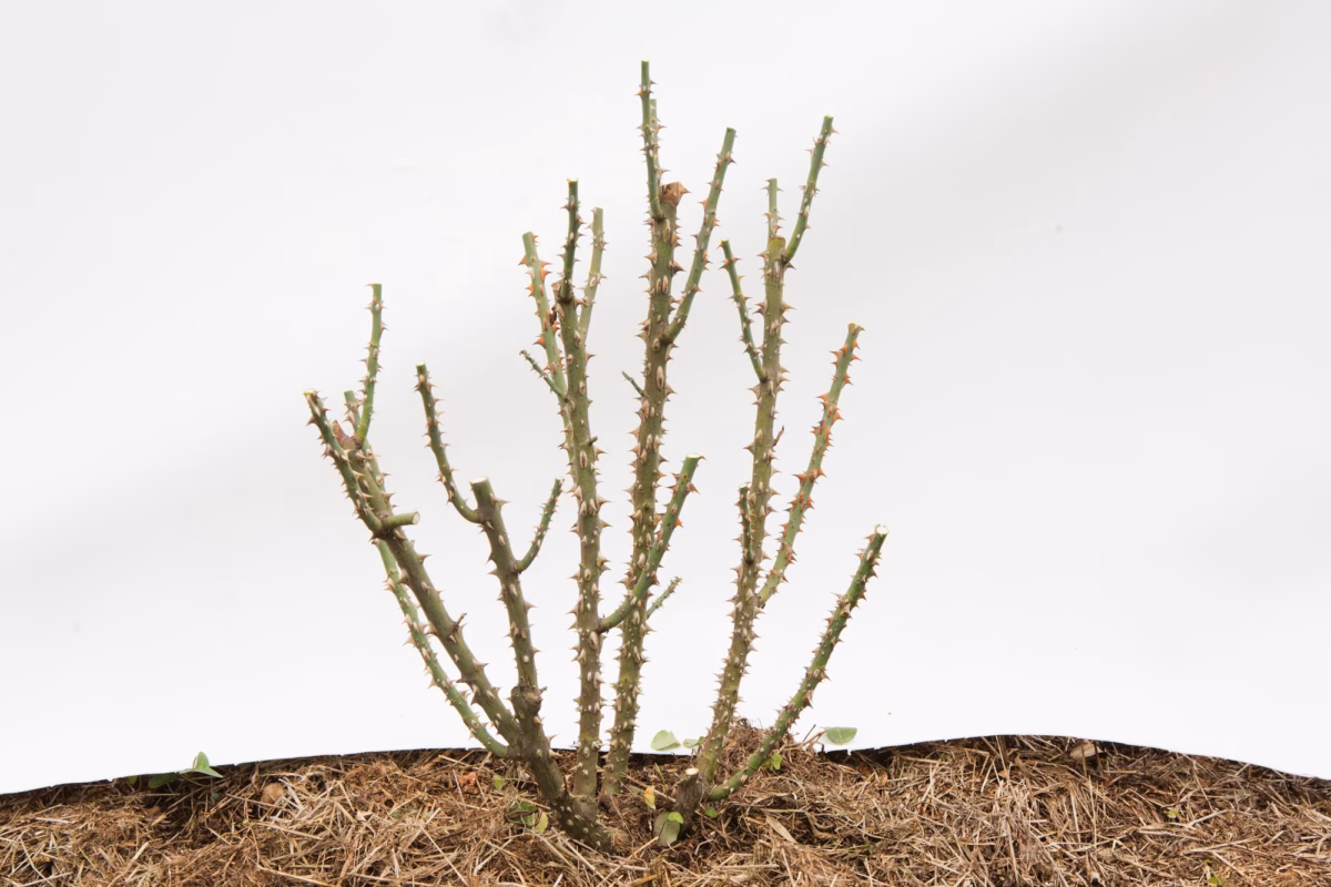 Poda Seletiva em Roseiras Trepadeiras: Flores em Cascata - ideia