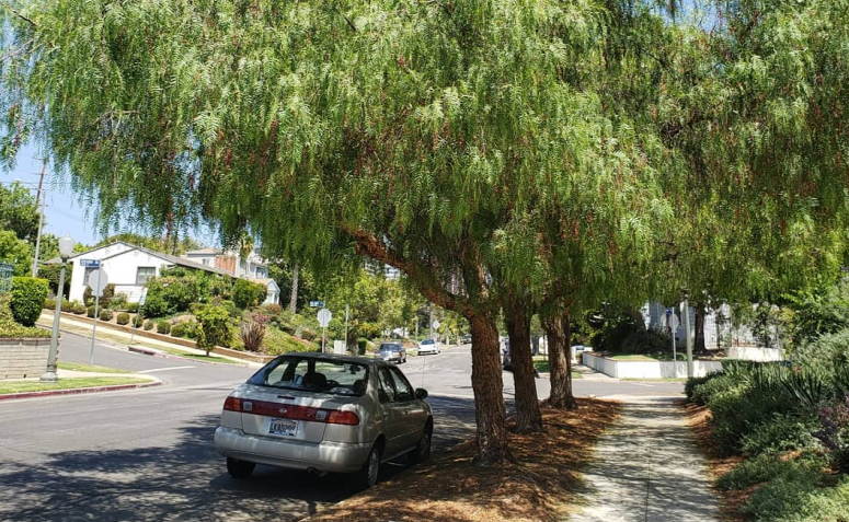 Sombra Fresca: Árvores que Priorizam o Conforto Térmico - ideia