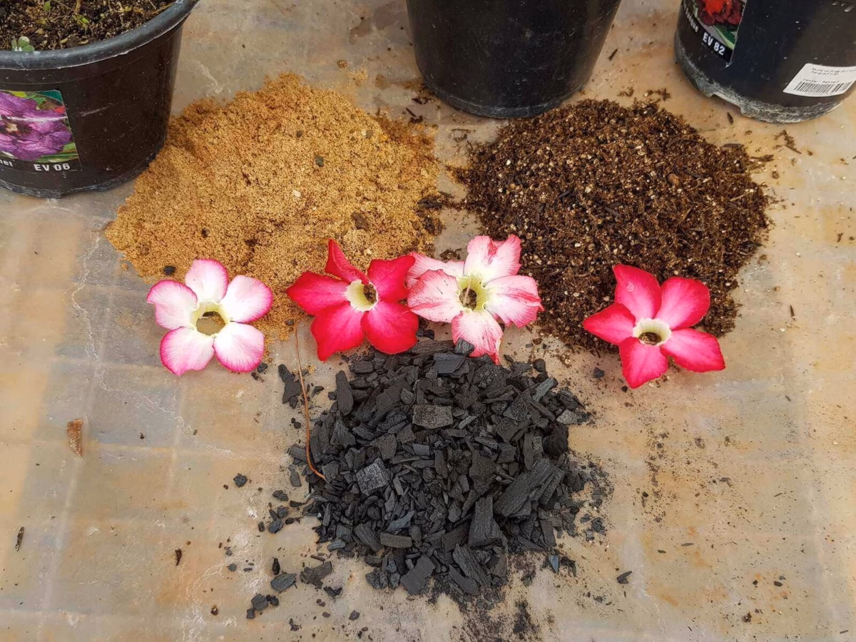 Preparo de Terra com Esterco Curtido para Rosas Perfumadas e Duradouras - ideia