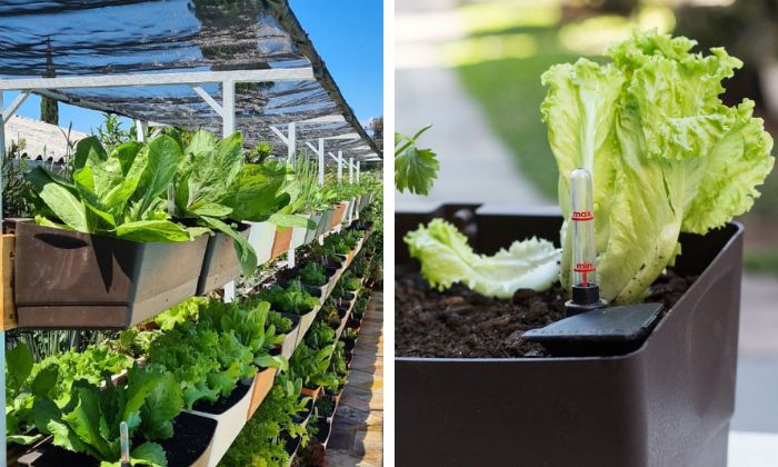 Horta Suspensa Charmosa com Ervas Aromáticas e Temperos Frescos - inspiração