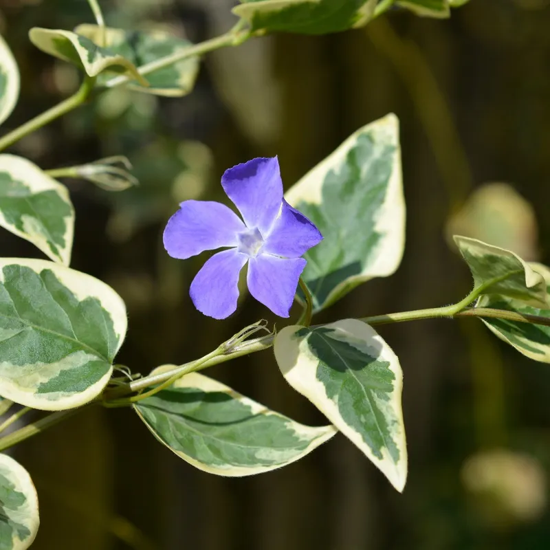 Vincas Singelas: A Beleza da Simplicidade em Flores que Amam o Sol - detalhe