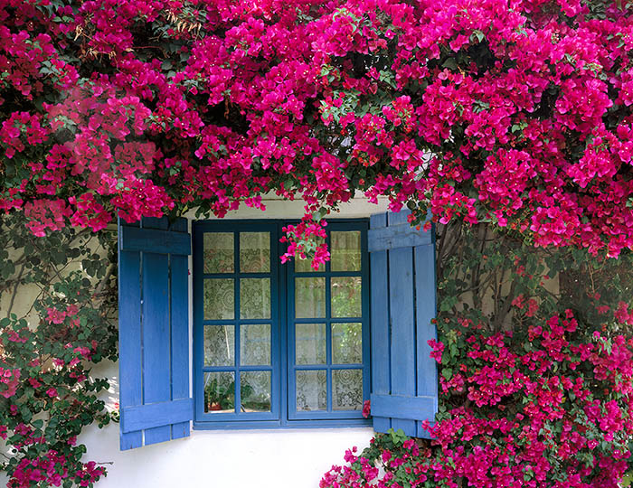 Explosão de Cores: Bougainvilleas Vibrantes para um Jardim Tropical - ideia