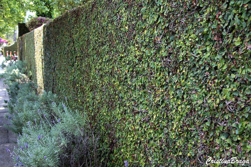 Vedação Viva: Muralha Verde com Trepadeiras - inspiração