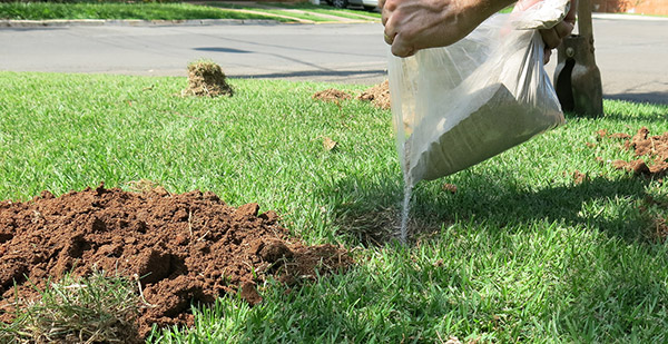 Gramado com Adubação Orgânica Caseira: Nutrição Natural e Sustentável - ideia