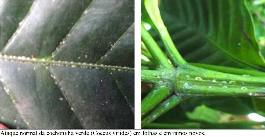 Com Borra de Café: Nutrição e Proteção para Suas Plantas - inspiração