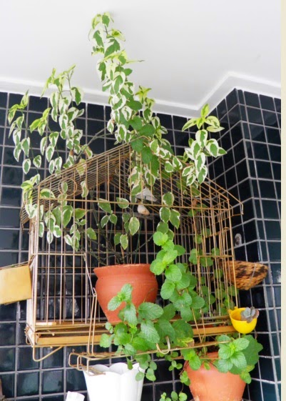 Gaiola Tropical: Cores Vibrantes e Folhagens Exuberantes - ideia