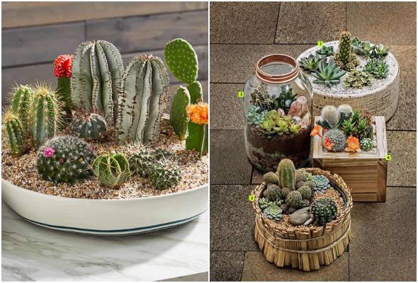 Jardim de Cactos e Suculentas em Terrários: Beleza Desértica Minimalista - ideia