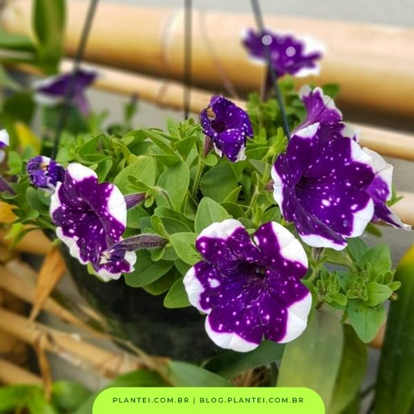 Petúnias Pendentes: Uma Explosão de Cores que Desafia a Gravidade - ideia