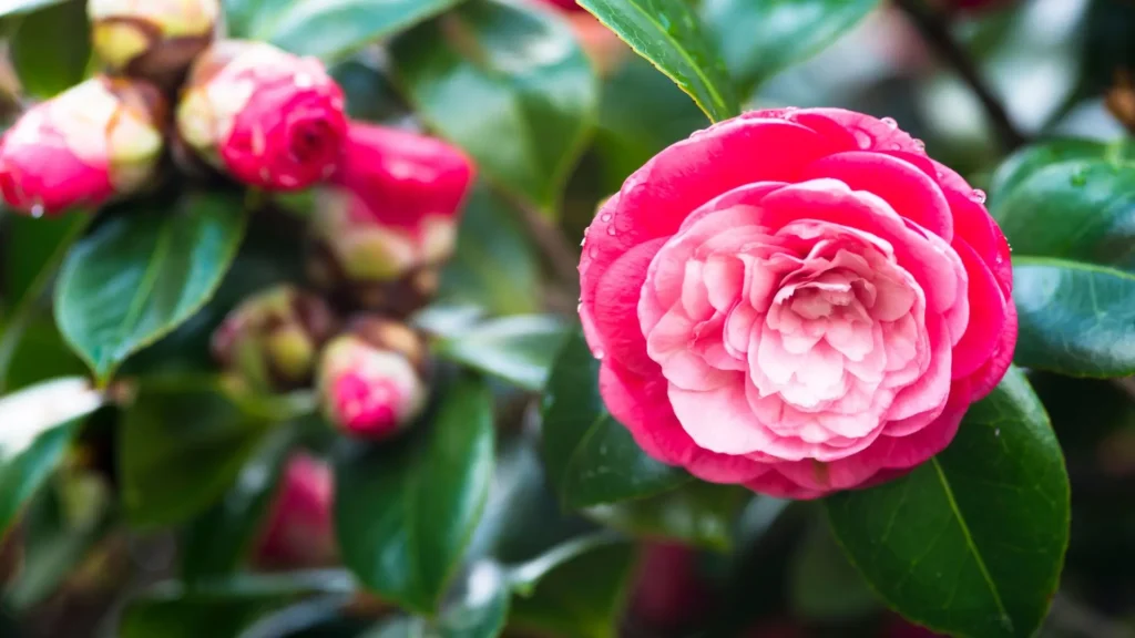 Delicadeza e Elegância com Flores de Camélia - ideia