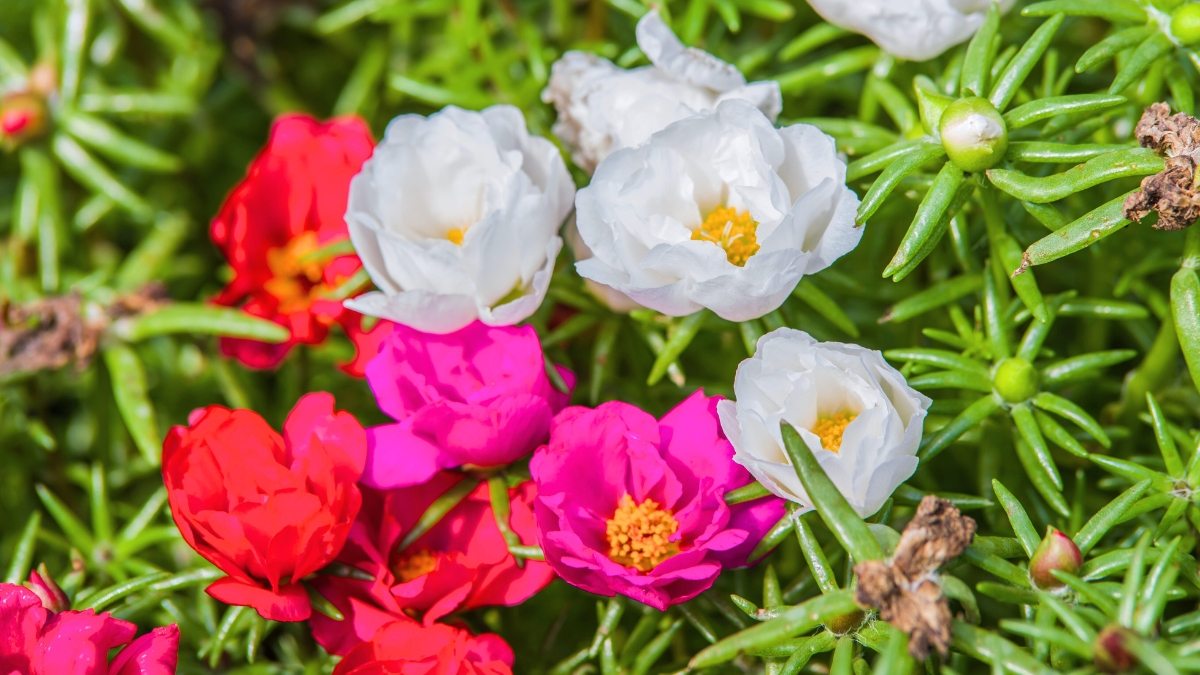 Onze-Horas Rastejantes: Tapetes Floridos para um Jardim Cheio de Vida - detalhe