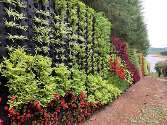 Vedação Viva: Muralha Verde com Trepadeiras - ideia