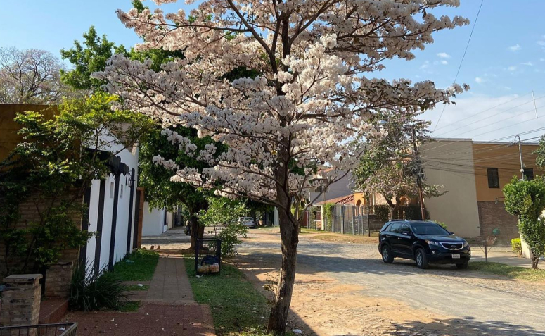 Estilo Minimalista: Árvores com Formas Esculturais - inspiração