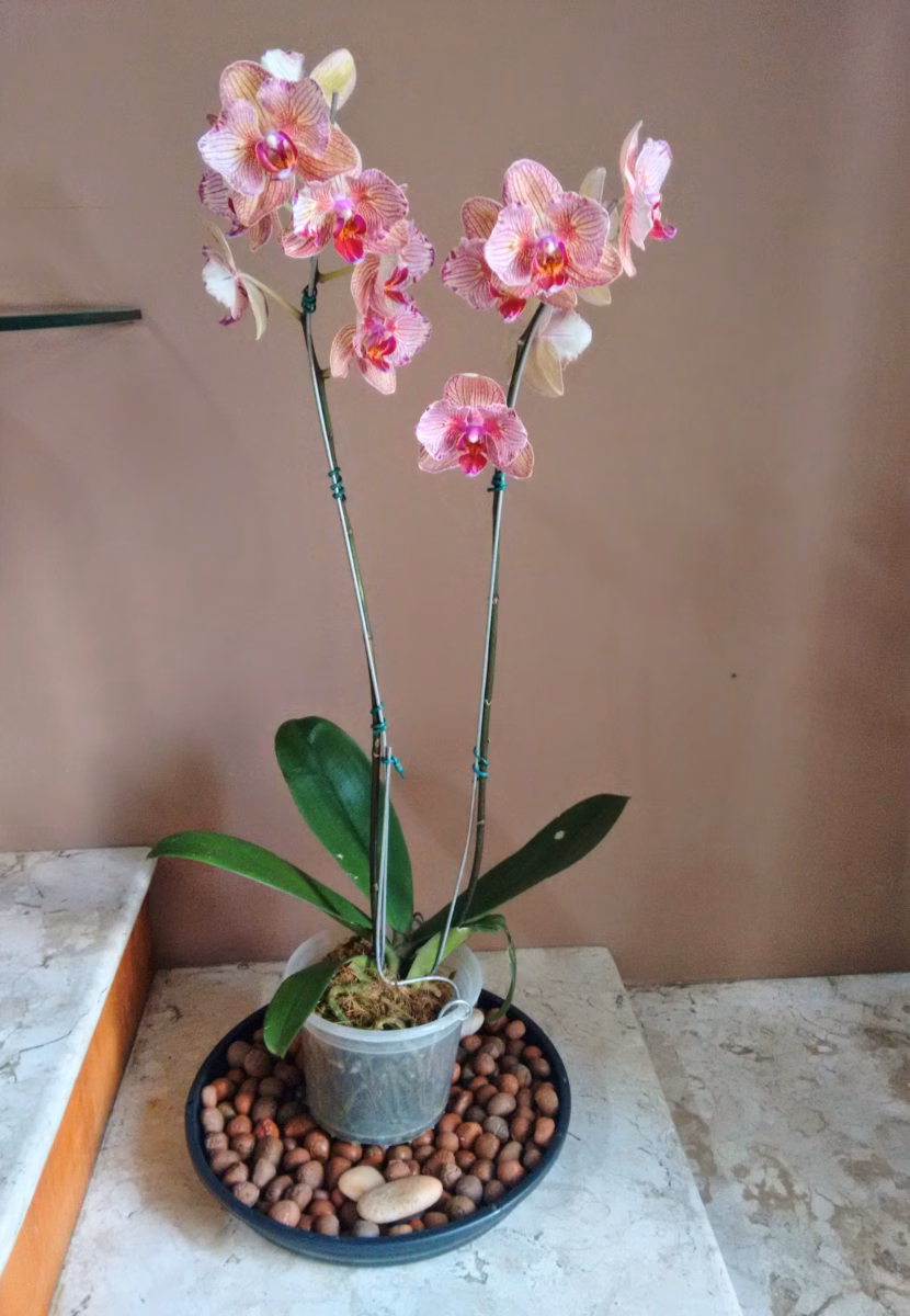 Orquídeas Iluminadas com Cordão de LED: Um Brilho Sutil e Aconchegante - ideia