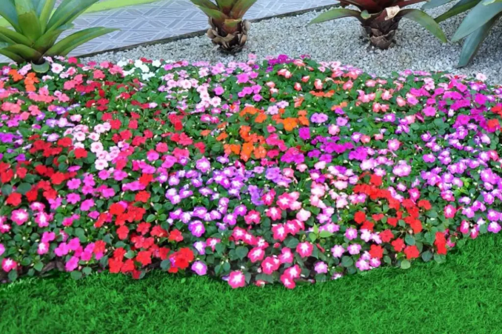 Simplicidade Sofisticada com Canteiros de Margaridas - detalhe