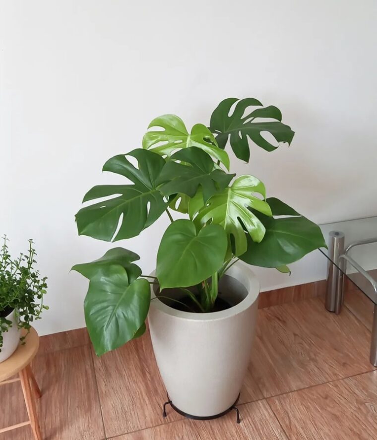 Maxi Folhas de Costela-de-Adão: Impacto e Sofisticação - ideia