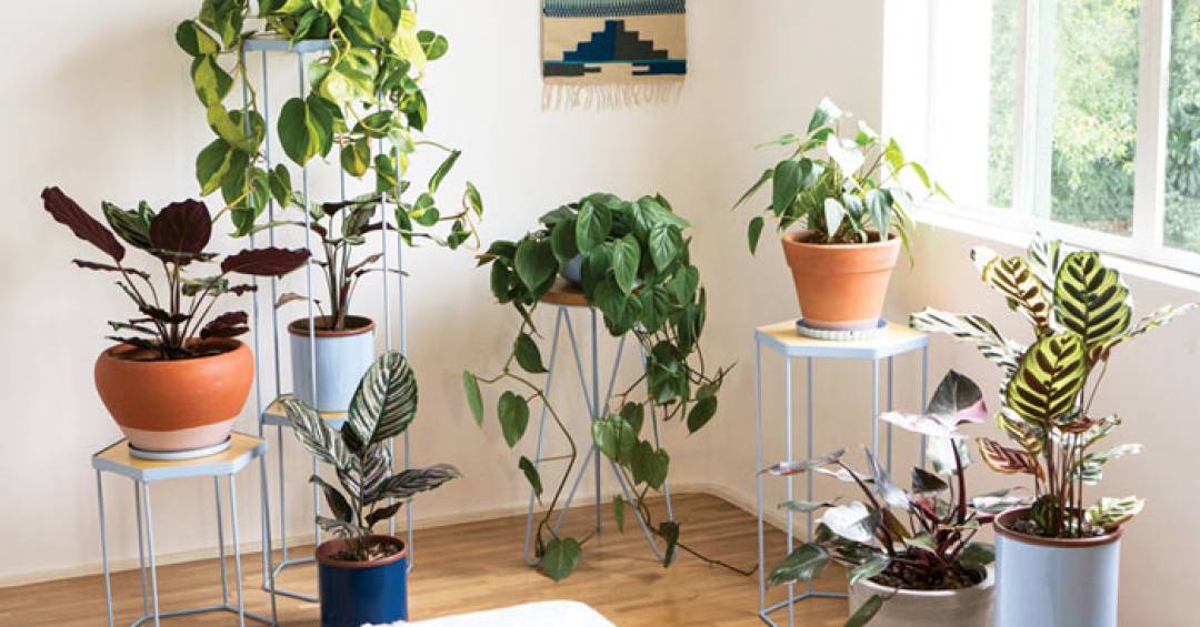 Vasos de Cerâmica Pintados à Mão: Arte Exclusiva no Seu Jardim - ideia